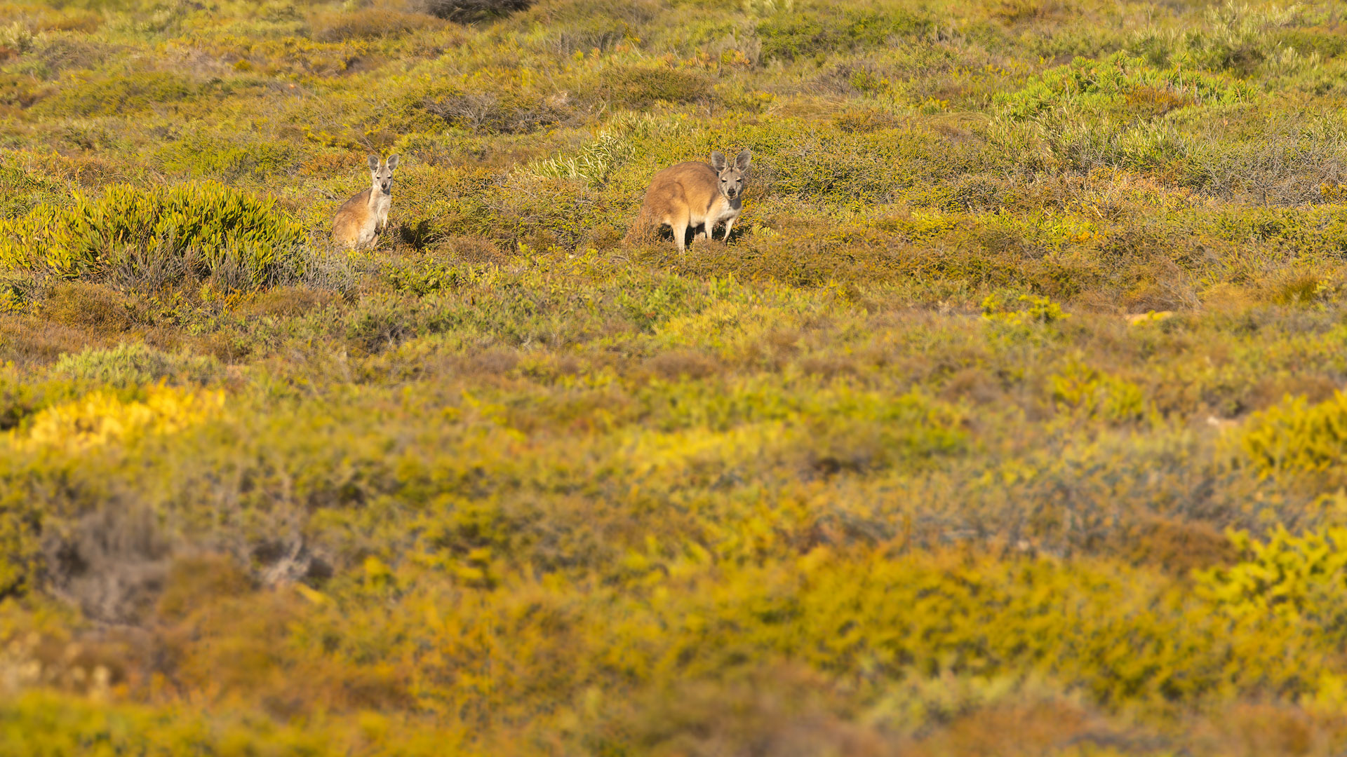 Kalberri - Eagle Gorge Lookout